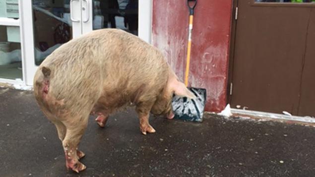 Pelham, N.H. — A 600-pound pig was seen at a polling place in New Hampshire on Feb. 9.