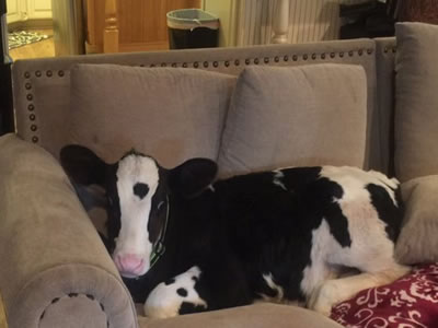 A cow that thinks she’s a dog. Who’d think?